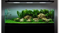 Selectați aquarium. Cum să cumpărați un acvariu drept